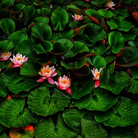 Buy canvas prints of Water Lilies                                       by Victor Burnside