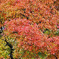 Buy canvas prints of Autumn Foliage      by Victor Burnside