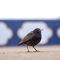 Buy canvas prints of Starling  by Victor Burnside
