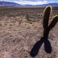 Buy canvas prints of Lonely Cactus by Matthew Davis