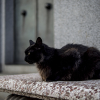 Buy canvas prints of Black Cat by Matthew Davis