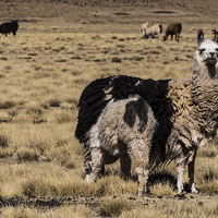 Buy canvas prints of Llama Mama by Matthew Davis