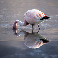 Buy canvas prints of Flamingo Reflection by Matthew Davis