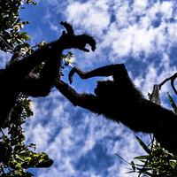 Buy canvas prints of Flying Monkeys by Matthew Davis