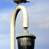 Buy canvas prints of Seagull on a lamp post. by Robert Cane