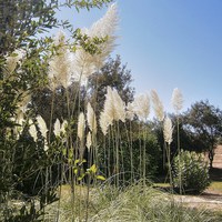 Buy canvas prints of Cyprus, Pampas Grass, by Robert Cane