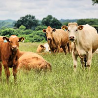 Buy canvas prints of Inquisitive Cows by Robert Cane