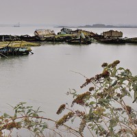Buy canvas prints of Hoo Marina, Kent, Wrecked Boats by Robert Cane