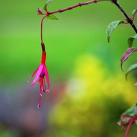 Buy canvas prints of Fuchsia growing in The Priory by Robert Cane