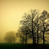 Buy canvas prints of Trees in the mist. by Robert Cane
