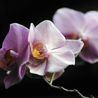Buy canvas prints of Orchid by Randi Grace Nilsberg