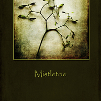 Buy canvas prints of Mistletoe by Randi Grace Nilsberg