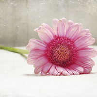 Buy canvas prints of Softness in Pink by Randi Grace Nilsberg