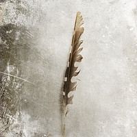 Buy canvas prints of Standing Feather by Randi Grace Nilsberg