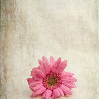 Buy canvas prints of Single Pink by Randi Grace Nilsberg