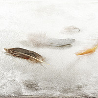Buy canvas prints of Resting Feathers by Randi Grace Nilsberg