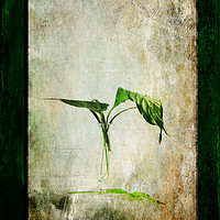 Buy canvas prints of Green Melancholy by Randi Grace Nilsberg