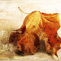 Buy canvas prints of Autumn Texture by Randi Grace Nilsberg