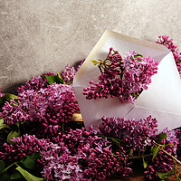 Buy canvas prints of Sending You Lilacs by Randi Grace Nilsberg