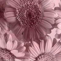 Buy canvas prints of Blooming Closely by Randi Grace Nilsberg