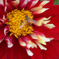 Buy canvas prints of Hover Fly Macro by Tim Smith