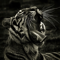 Buy canvas prints of  Bengal Yawn by Larry Flewers