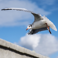 Buy canvas prints of Seagull by Anthony Rigg