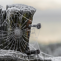 Buy canvas prints of Frosty Cobweb  by Anthony Rigg