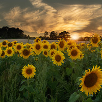 Buy canvas prints of Sunflower Sunset. by Anthony Rigg