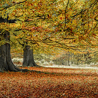 Buy canvas prints of Autumnal Woodland by Anthony Rigg