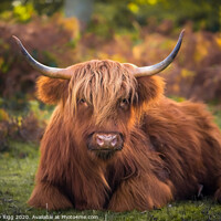 Buy canvas prints of Highland Cattle,  by Anthony Rigg