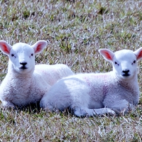 Buy canvas prints of Spring Lambs by Kenny McNab