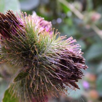 Buy canvas prints of Thistle plant at Capstone Park by Dawn White