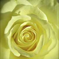 Buy canvas prints of My Beautiful White Rose by Michael Wood