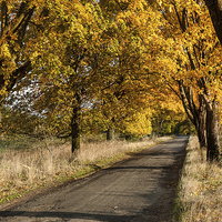 Buy canvas prints of Tree tunnel over old road by Robert Parma