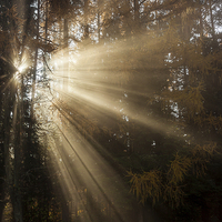Buy canvas prints of Sunbeam early morning in forrest by Robert Parma