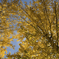 Buy canvas prints of Last days of yellow leaves by Robert Parma