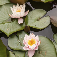 Buy canvas prints of Water lilies by Robert Parma
