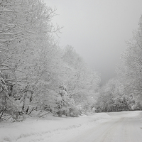 Buy canvas prints of Mist & snow by Robert Parma