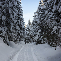 Buy canvas prints of Forest path in winter by Robert Parma