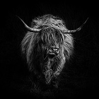Buy canvas prints of Highland Cattle by Amanda Stewart