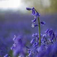 Buy canvas prints of Dancing Bluebells by Dave Angood