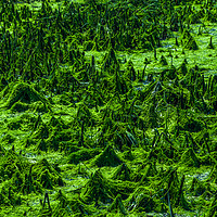 Buy canvas prints of Moss covered landscape by Dave Angood
