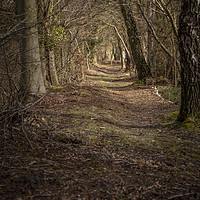 Buy canvas prints of Woodland Canopy by Dave Angood