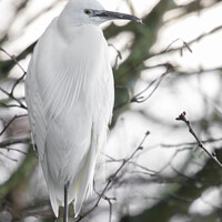 Buy canvas prints of Little Egret by Dave Angood