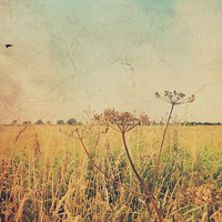 Buy canvas prints of Summer fields by Lesley Mohamad