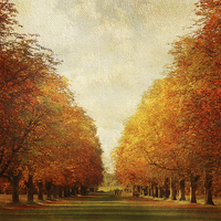 Buy canvas prints of Autumn Avenue by Lesley Mohamad