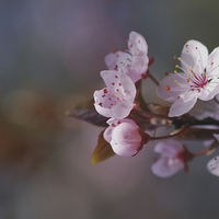 Buy canvas prints of Spring bokeh by Lesley Mohamad