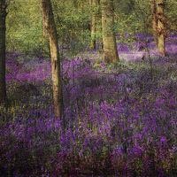 Buy canvas prints of A Simple Woodland Tale by Lesley Mohamad