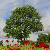 Buy canvas prints of The poppy tree by Lesley Mohamad